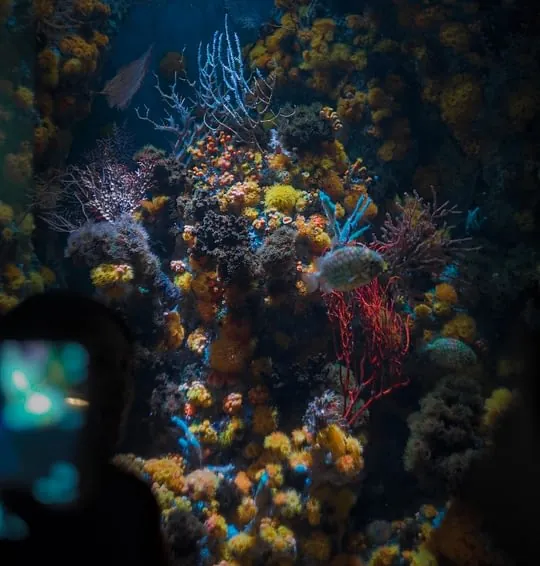 CORAL CLUB